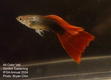 guppy veil HB red